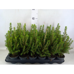 Picea glauca 'Perfecta'
