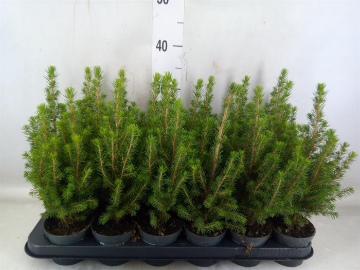 <h4>Picea glauca 'Perfecta'</h4>
