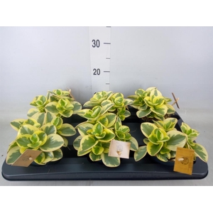 Peperomia obt. 'Obtipan Bicolor'