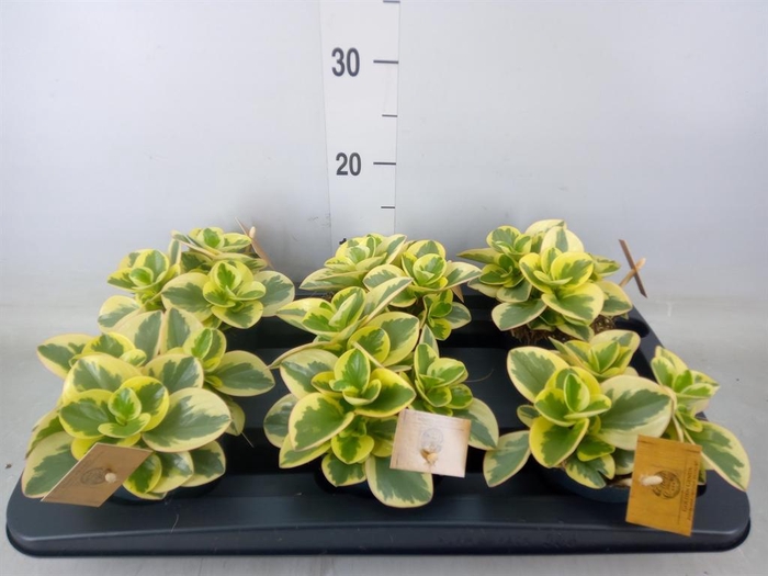 <h4>Peperomia obt. 'Obtipan Bicolor'</h4>