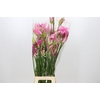 Nerine Mix