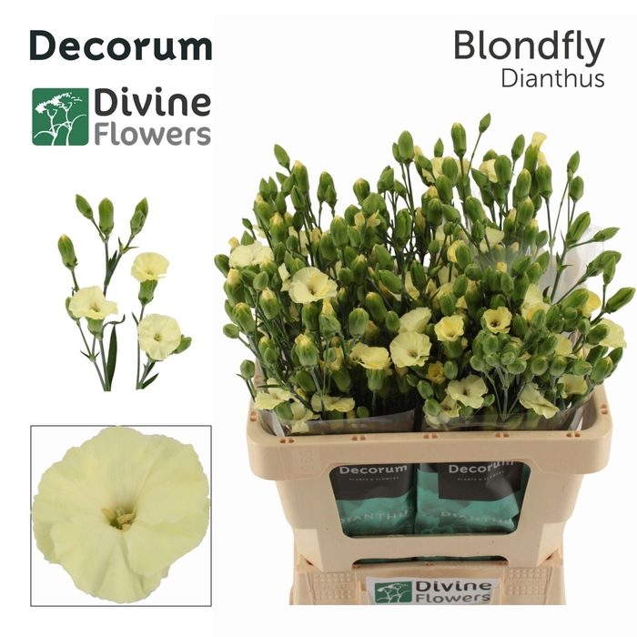 <h4>Dianthus TR 'Solandis Blondfly'</h4>