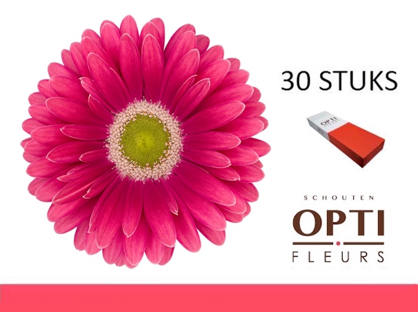 <h4>GE GR UNIQUE-Doosx30</h4>