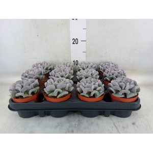Echeveria   ...