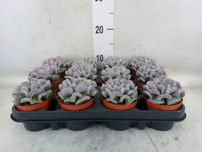 <h4>Echeveria   ...</h4>
