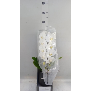 Phalaenopsis   ...white