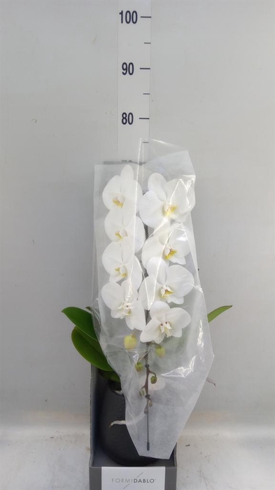 <h4>Phalaenopsis ...white</h4>