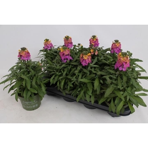 ERYS LEY ORANGE GLOW