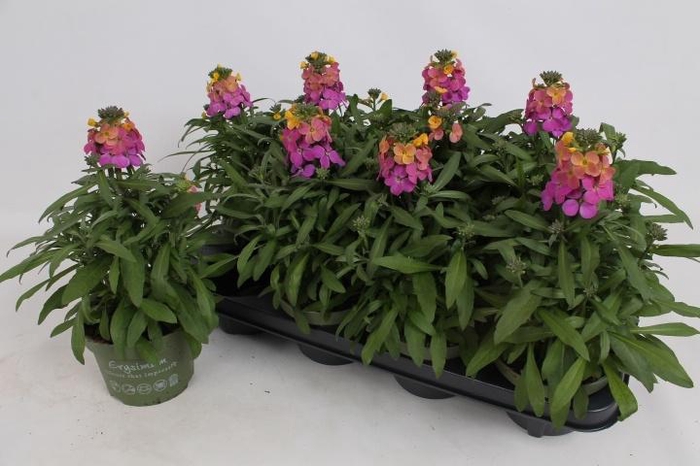 <h4>ERYS LEY ORANGE GLOW</h4>