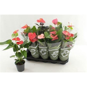 Anthu An Gem 4 Kl 3-4+