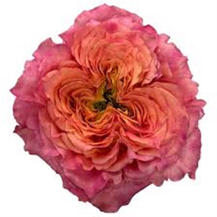 <h4>R Gr Ashley Spirit</h4>