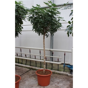 Schefflera arboricola 'Compacta'