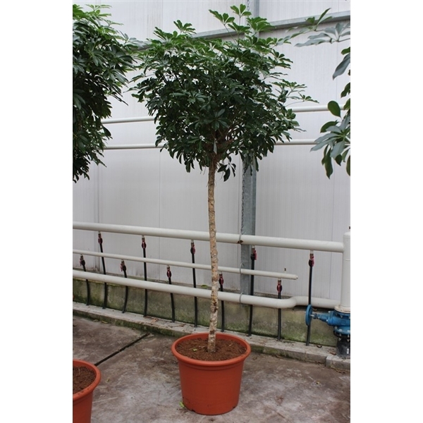 <h4>Schefflera arboricola 'Compacta'</h4>