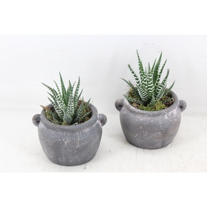arr3 SN - Kruik haworthia
