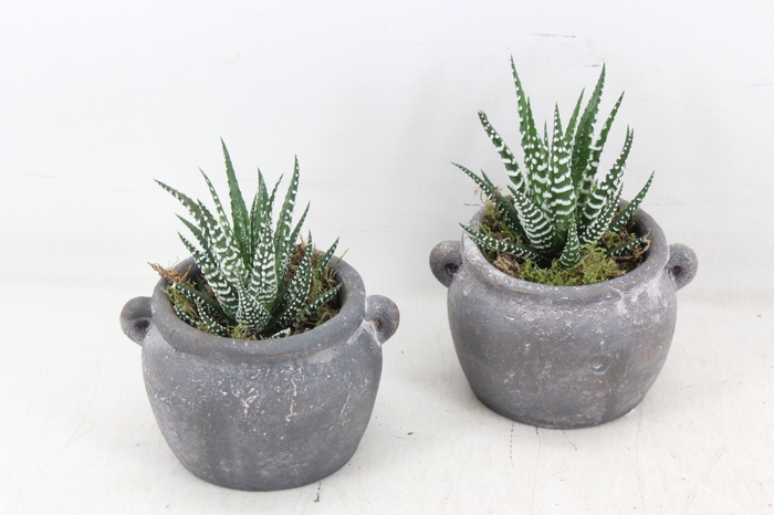 <h4>arr3 SN - Kruik haworthia</h4>