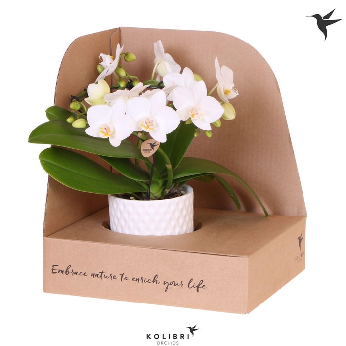 <h4>Kolibri Orchids Phalaenopsis Halo white in Diamond pot white in showbox</h4>
