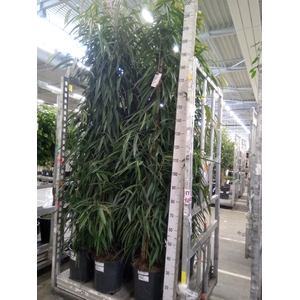Ficus binn. 'Alii'
