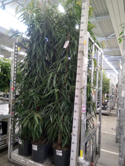 <h4>Ficus binn. 'Alii'</h4>