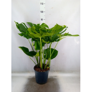 Monstera delic.