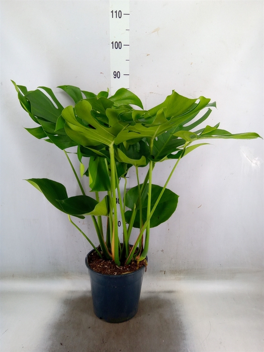 <h4>Monstera delic.</h4>