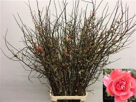 <h4>T Chaenomeles Pink Double</h4>