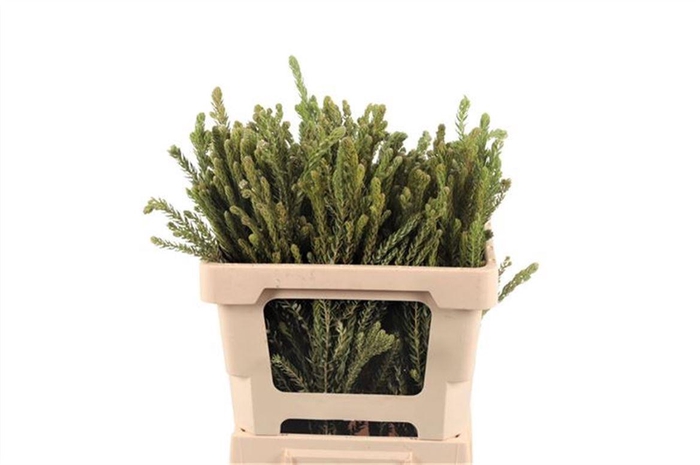 <h4>Kaaps Phylica Diosma</h4>