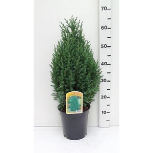 Juniperus chinensis Stricta