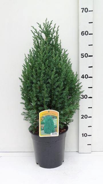 <h4>Juniperus chinensis Stricta</h4>