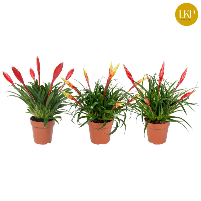 <h4>Vriesea Multiflower gemengd (Met Hoes)</h4>