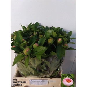 Paeo S Salmon Saucer