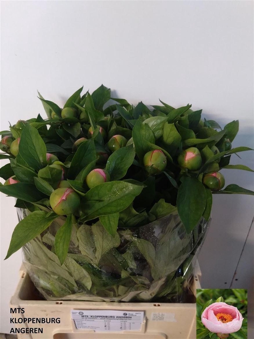 <h4>Paeo S Salmon Saucer</h4>