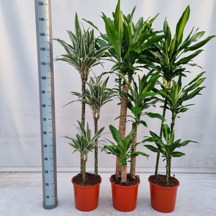 <h4>Dracaena fragrans Deremens</h4>