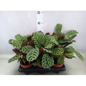 Ctenanthe burle-marxii