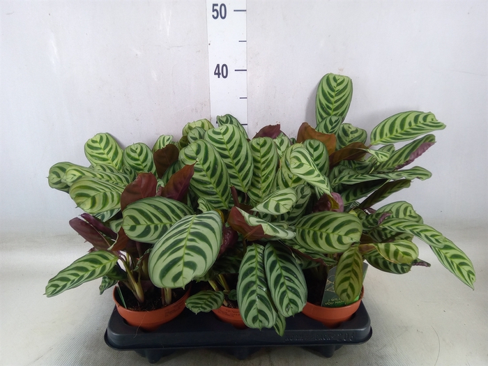 <h4>Ctenanthe burle-marxii</h4>