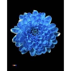 Chr T Altaj Light Blue