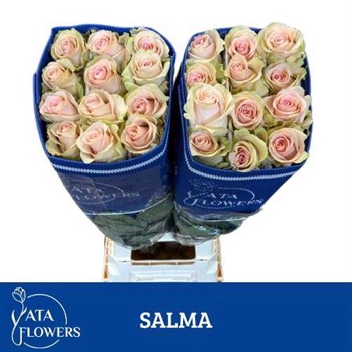 <h4>R Gr Salma Ec</h4>