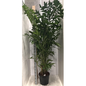 CARYOTA MITIS