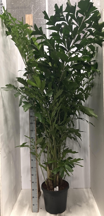 <h4>CARYOTA MITIS</h4>