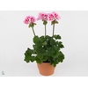 Perlargonium Zonale Linus