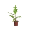 ALOCASIA PORTEI P12