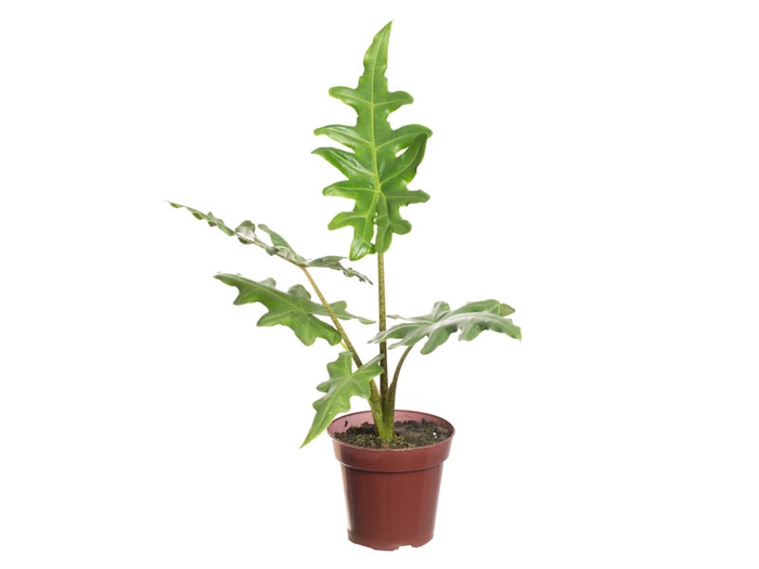 ALOCASIA PORTEI P12