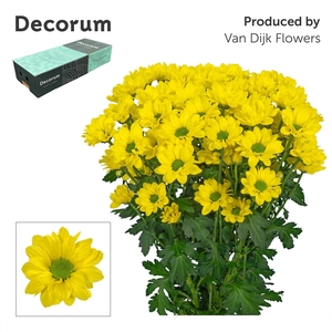Chr T Copa Decorum