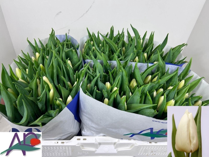 <h4>TU EN WHITE PRINCE</h4>