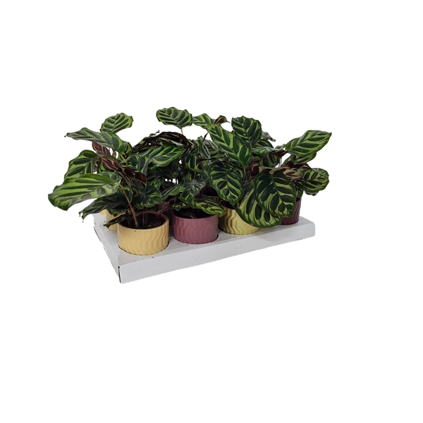 <h4>Calathea Makoyana P7 in pot Jacky</h4>