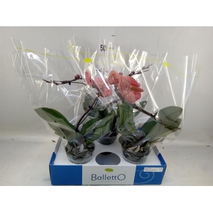 Phalaenopsis   ...orange