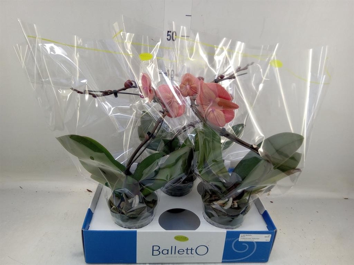 <h4>Phalaenopsis   ...orange</h4>