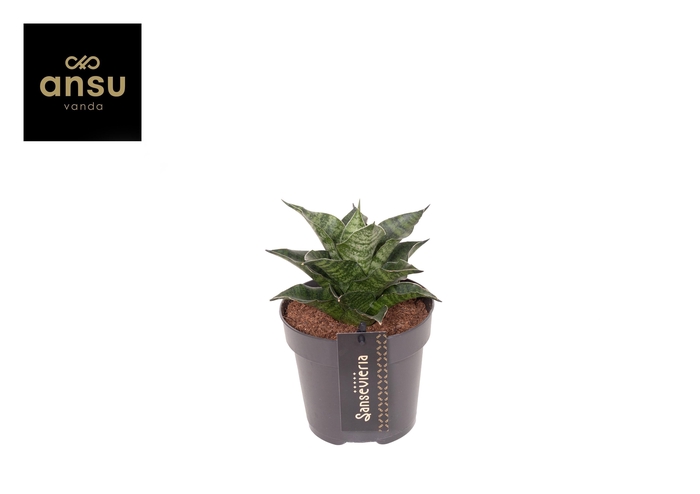 <h4>Sansevieria Star Mini Marble No. 1</h4>