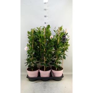 Mandevilla am. 'Sundav Cream Pink'