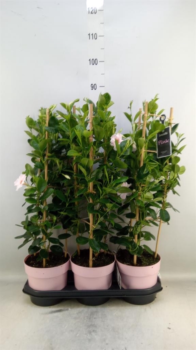 <h4>Mandevilla am. 'Sundav Cream Pink'</h4>