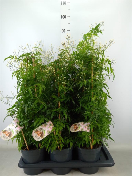 <h4>Jasminum polyanthum</h4>
